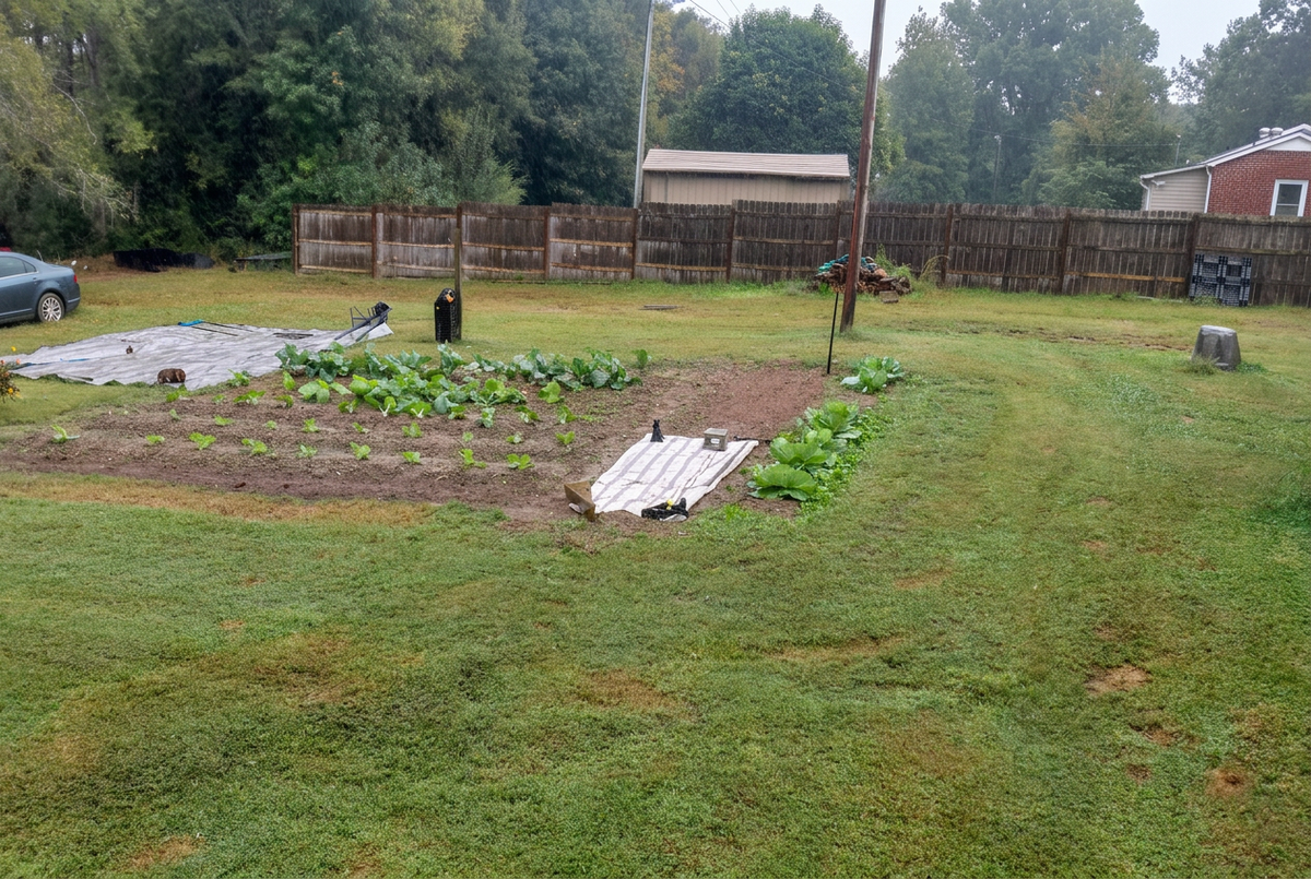 Backyard garden plot in South Carolina with collard greens and cabbage growing in the fall