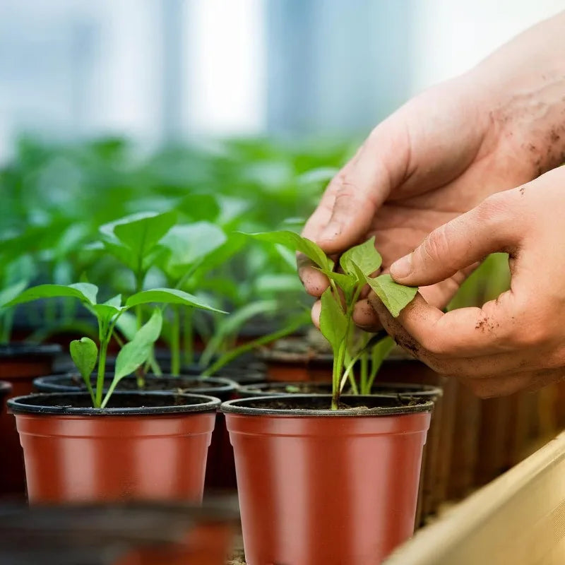 Nursery Seedling Pots – Black & Red (20, 40, 60 or 100 Pack)