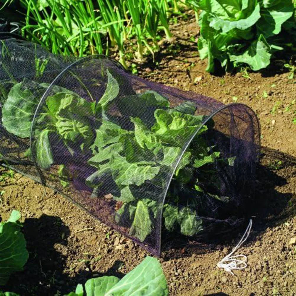 Vegetables covered with a mesh protective cover in a garden setting