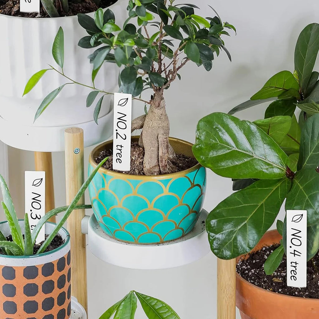 Collection of potted plants with decorative containers and labels on a white surface.