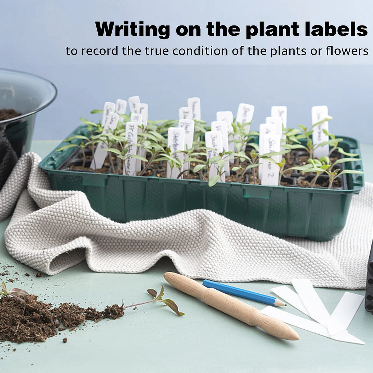 Seedlings in a tray with plant labels and gardening tools on a table.